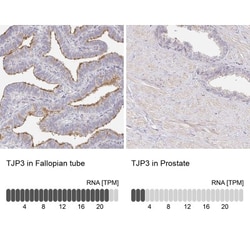 TJP3 Antibody, Novus Biologicals 0.1 mL | Buy Online | Novus Biologicals | Fisher Scientific